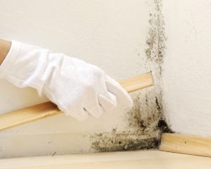 Mold growth along the baseboards